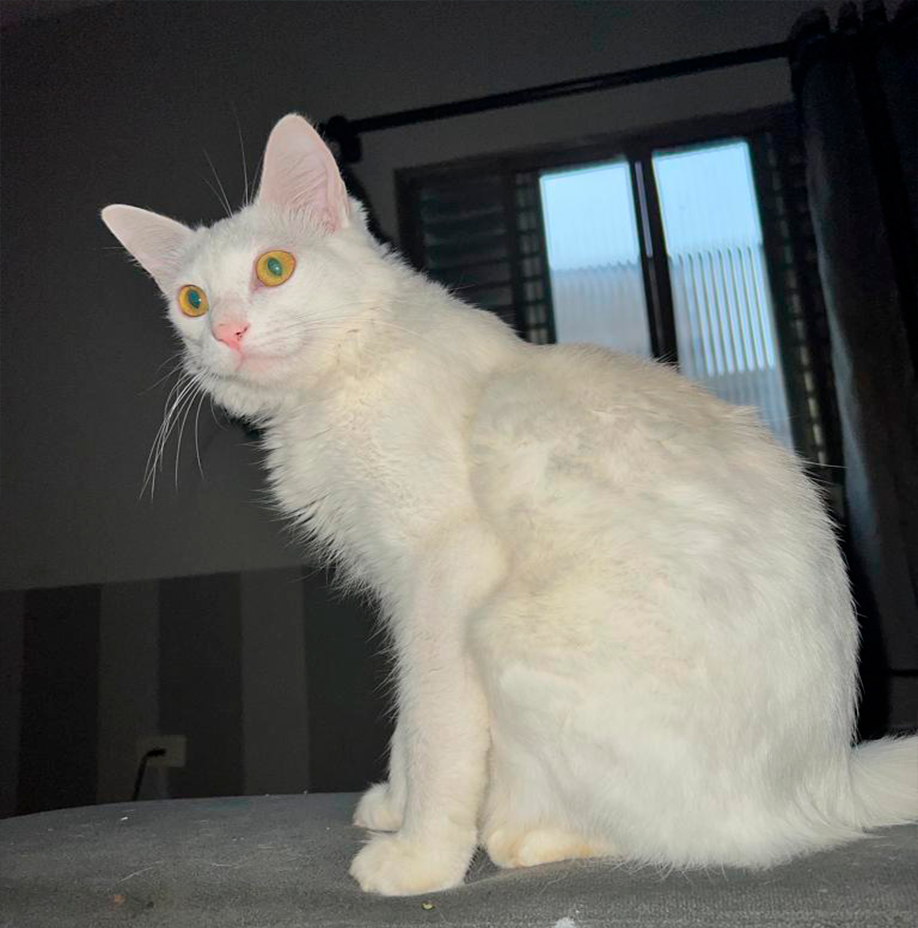 Mingau